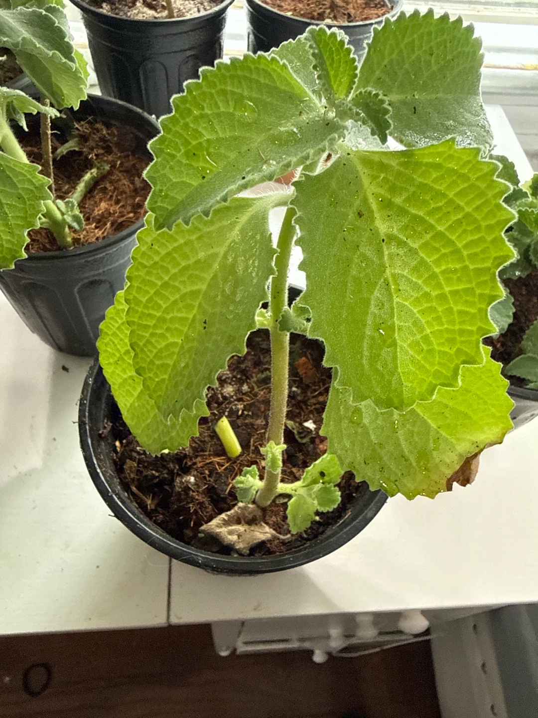 Oregano poleo Plectranthus Amboinicus (Cuban Oregano) Plant - photo 5