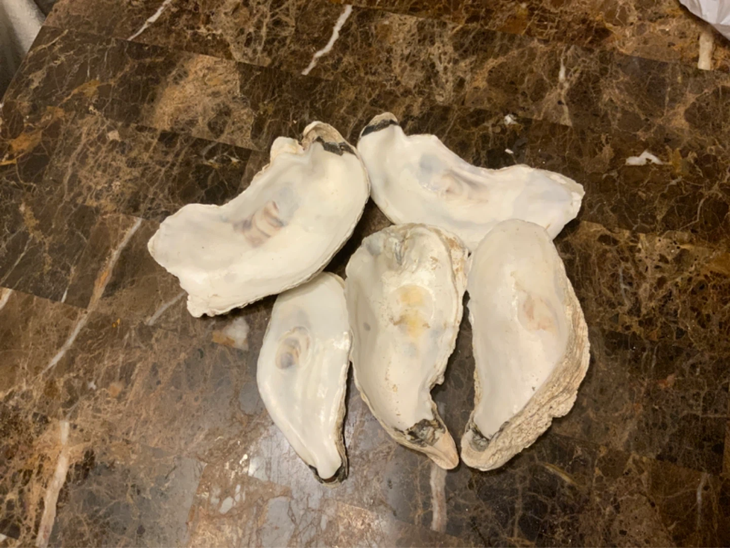 5 Oyster Shells