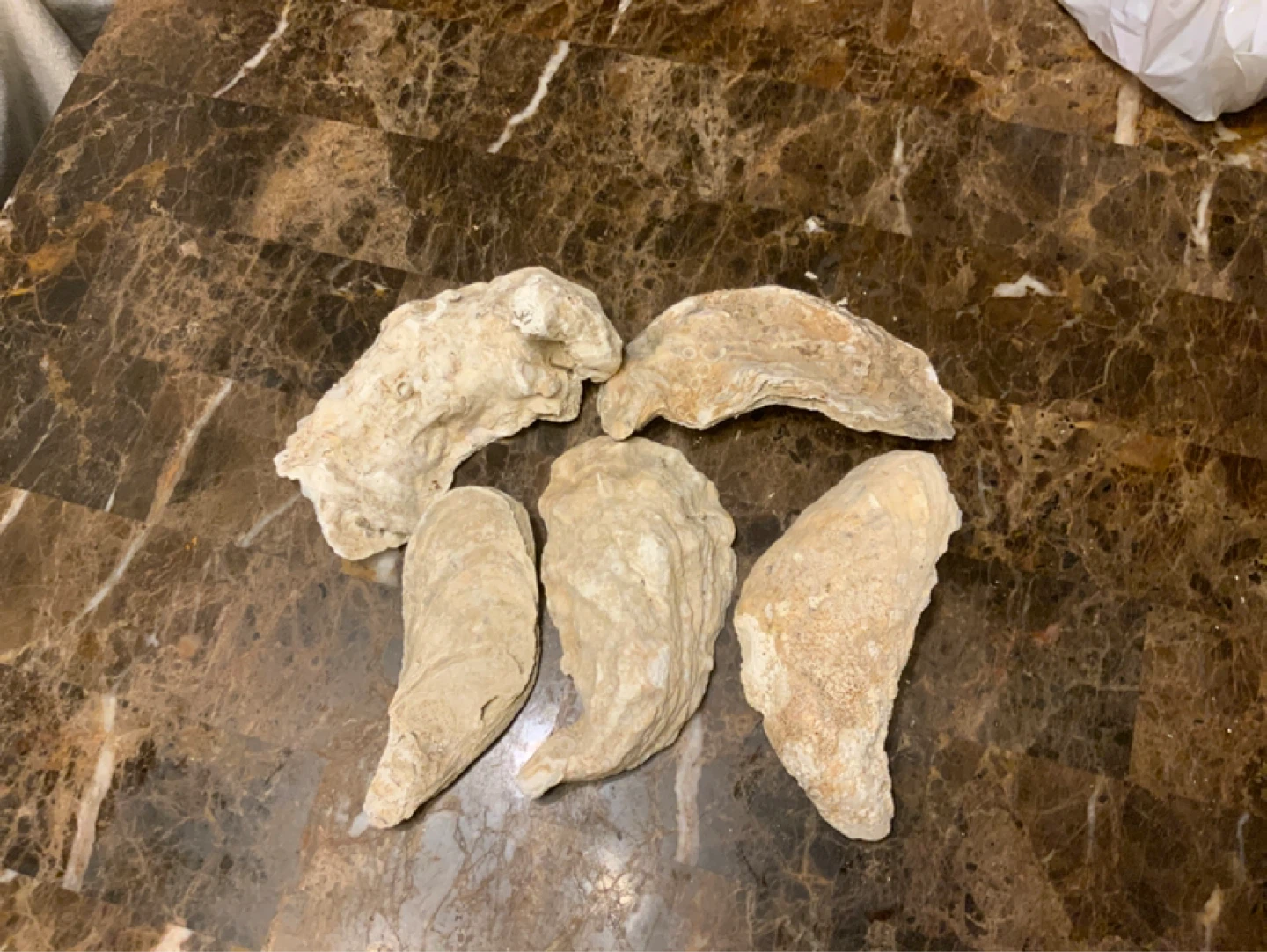 5 Oyster Shells - photo 2