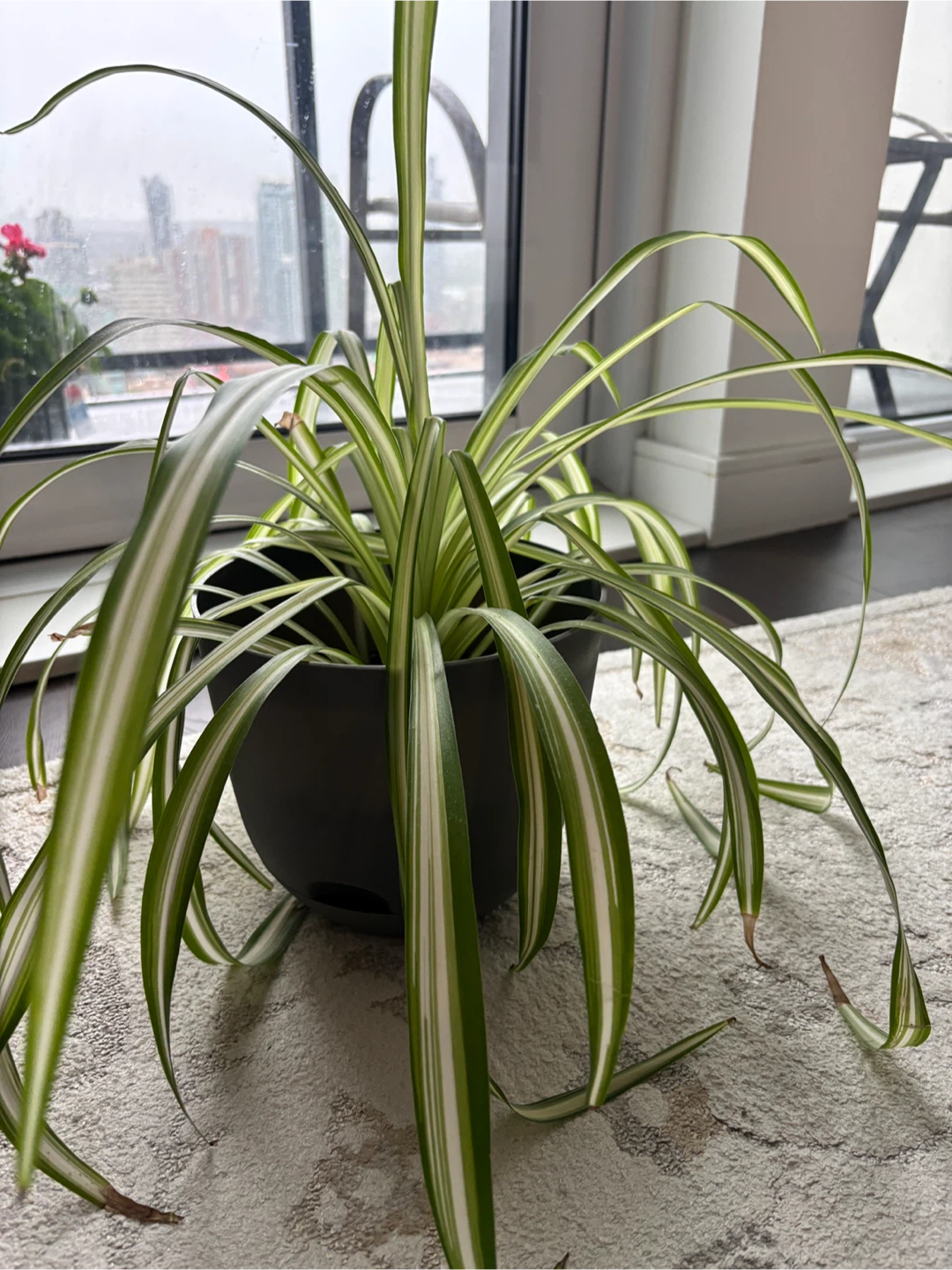 Spider Plant - photo 3