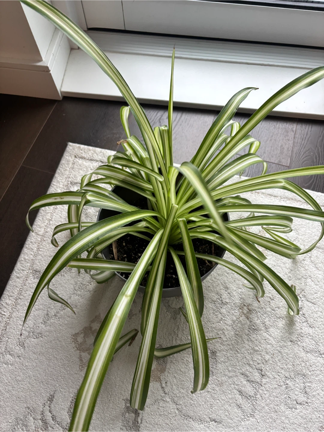 Spider Plant - photo 2