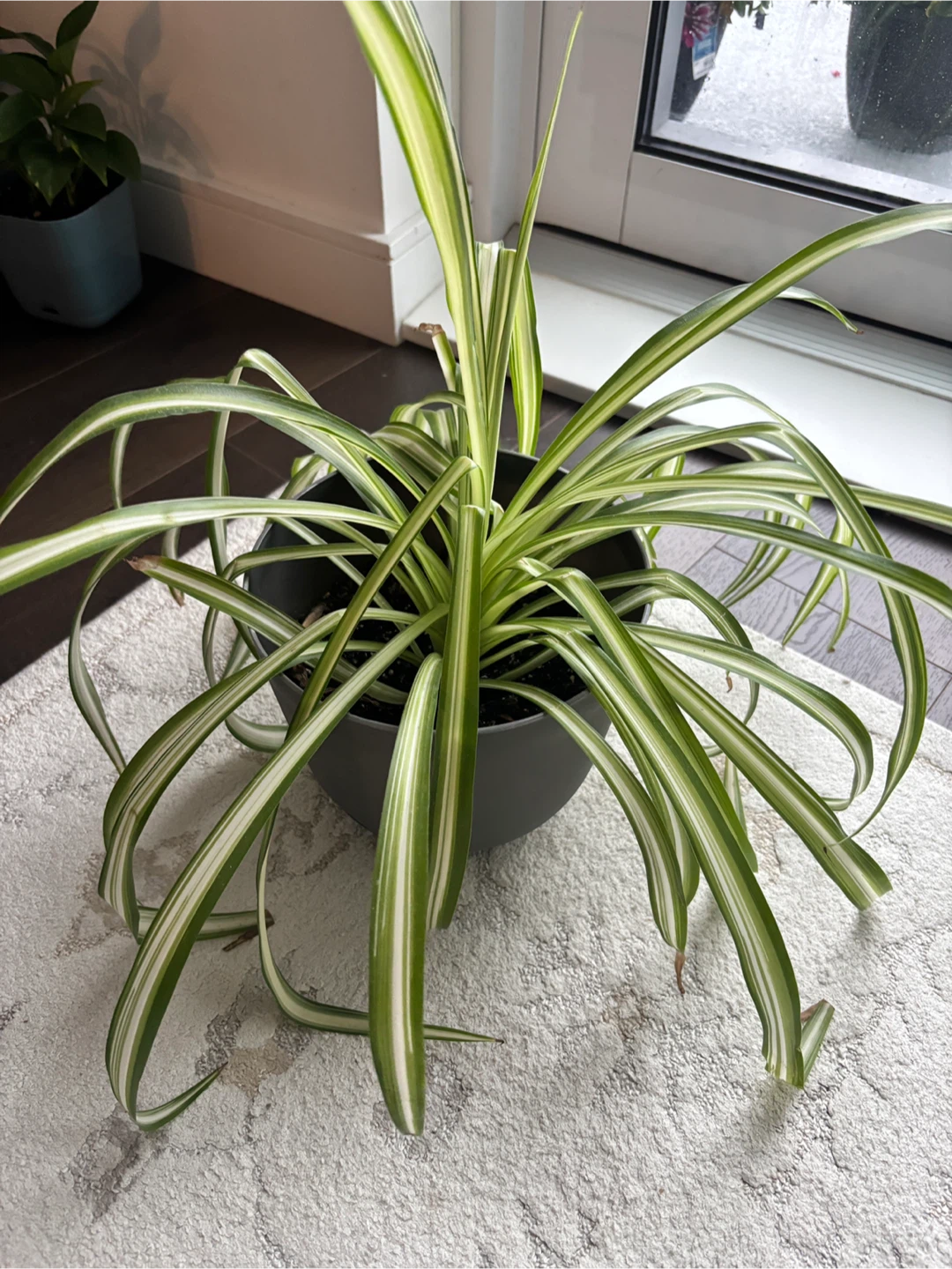 Spider Plant