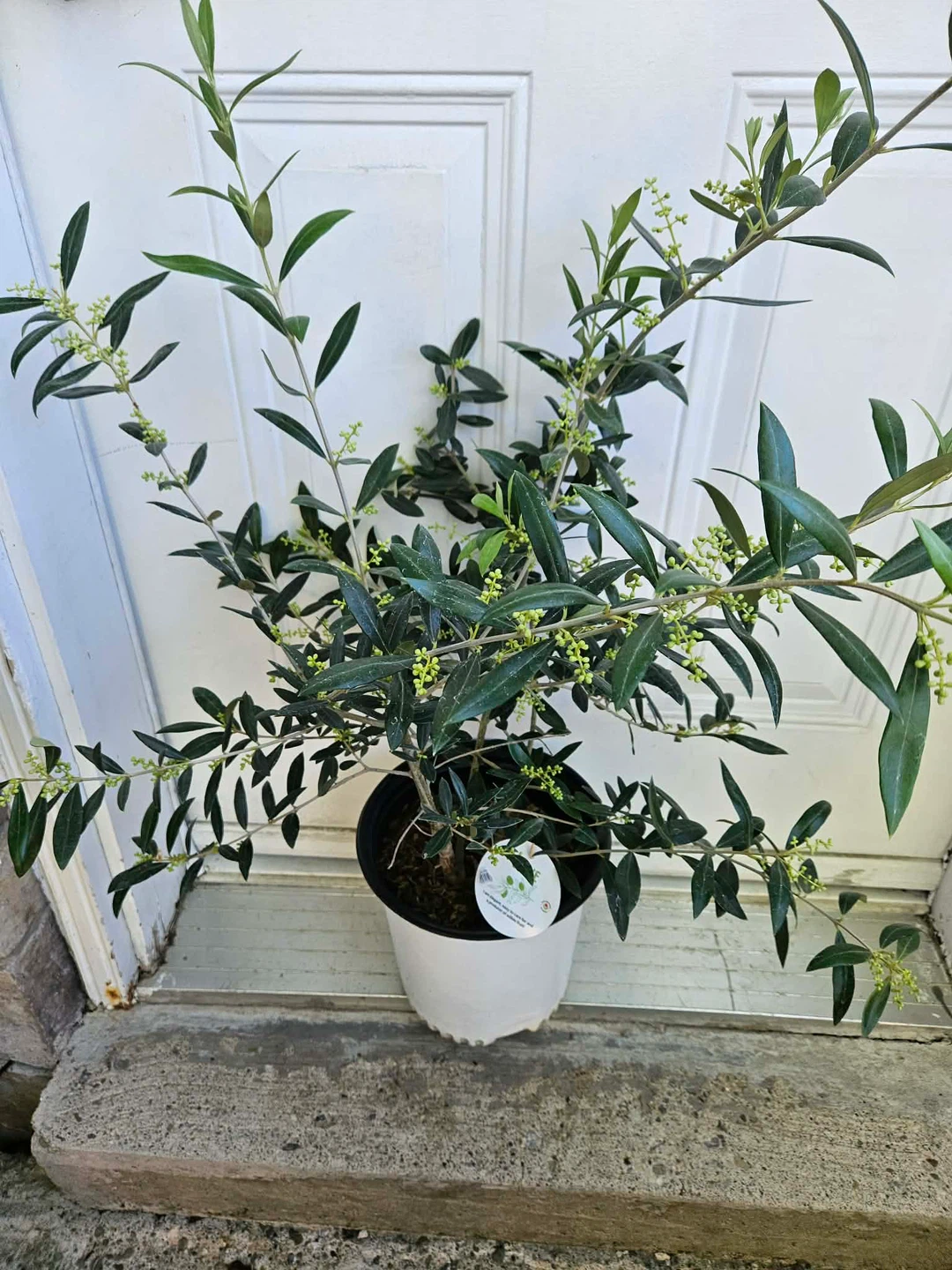 Potted Olive Tree
