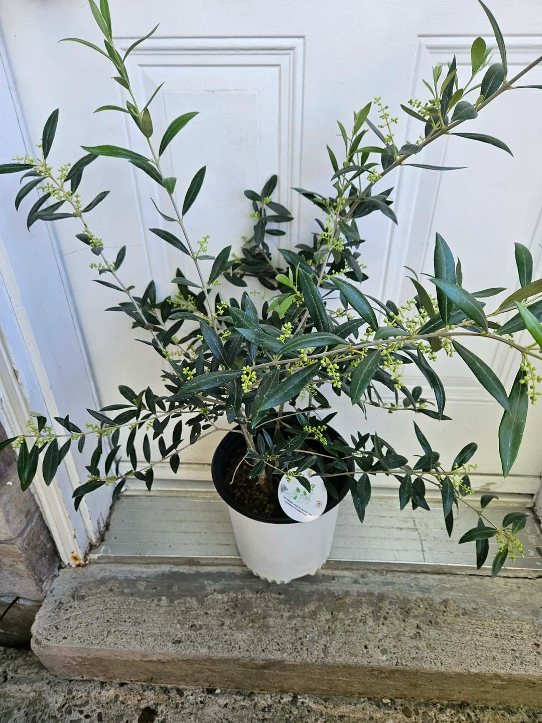 Potted Olive Tree - photo 3