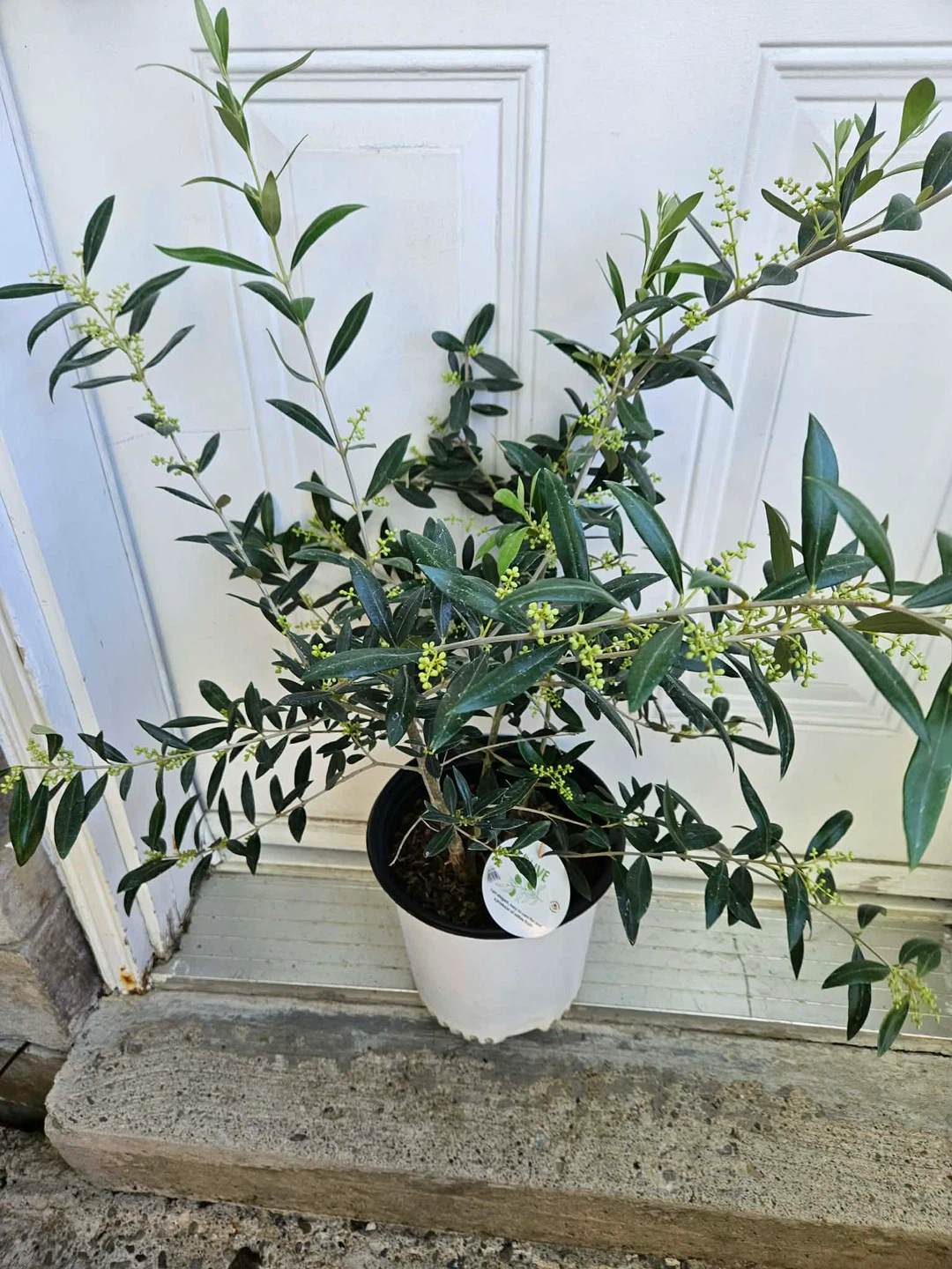 Potted Olive Tree - photo 2