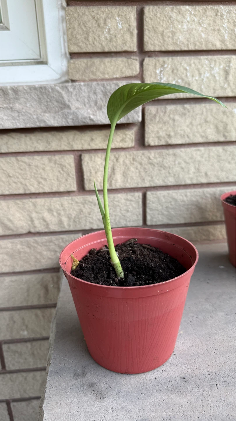 Bundle of 4 Healthy Dieffenbachia Indoor Plants - photo 3