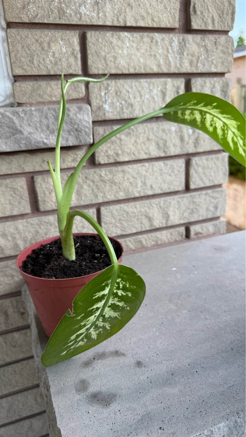 Bundle of 4 Healthy Dieffenbachia Indoor Plants - photo 2