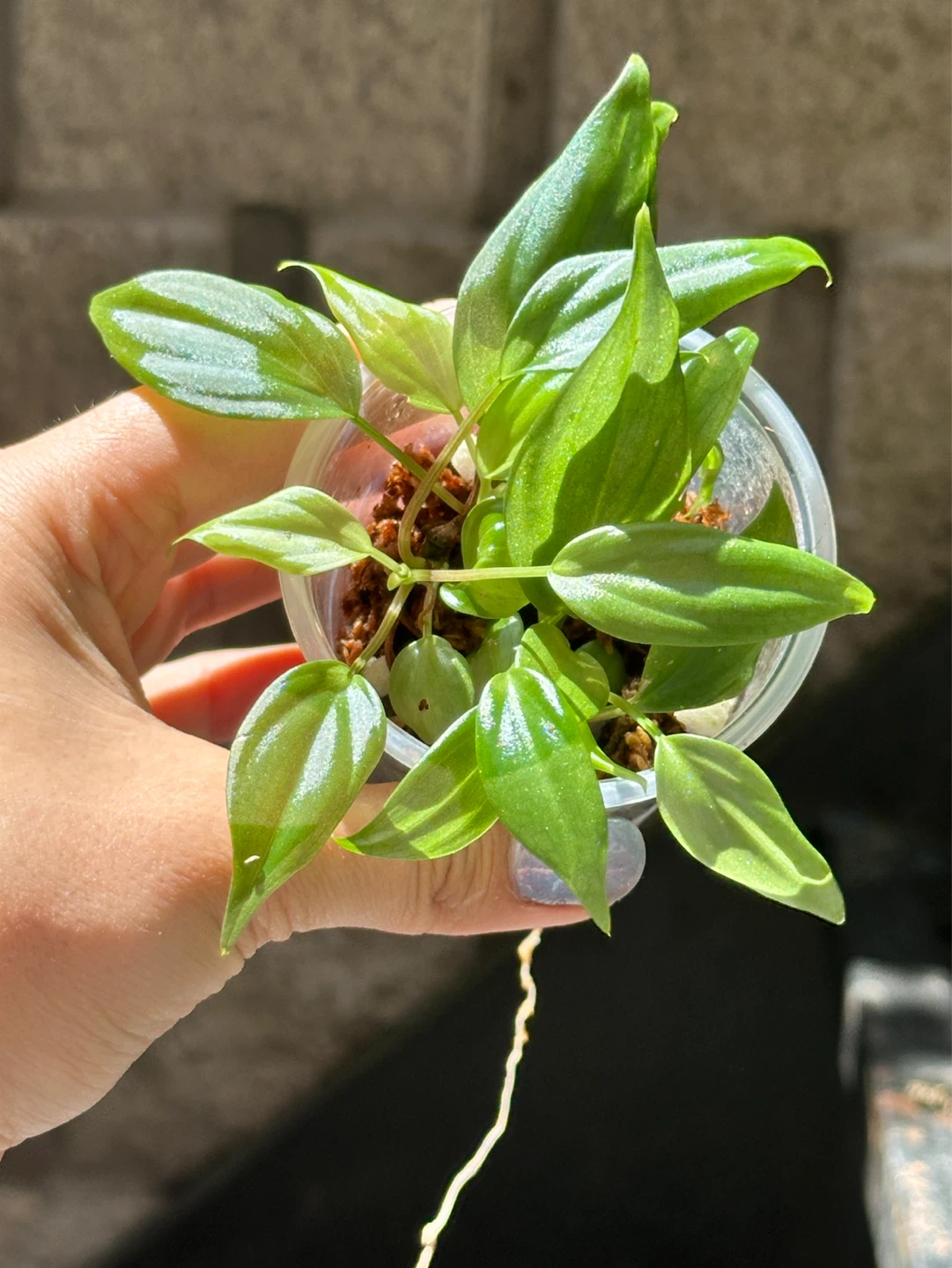 Philodendron Micans Plant - photo 5