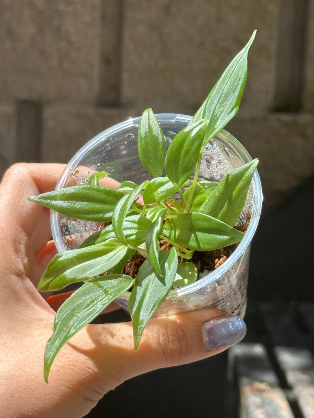 Philodendron Micans Plant - photo 3
