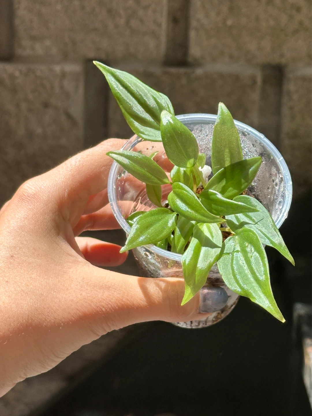 Philodendron Micans Plant