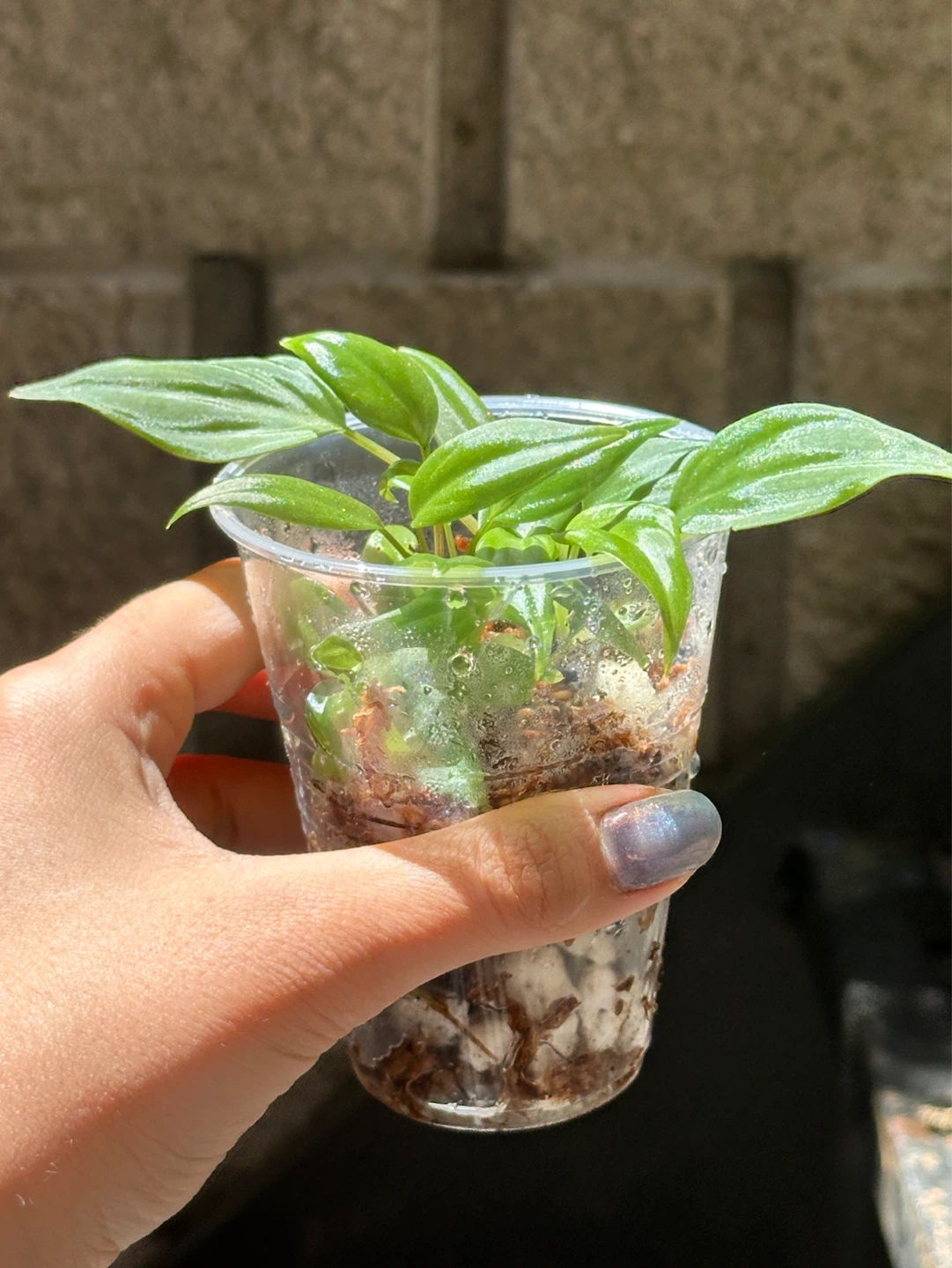 Philodendron Micans Plant - photo 2