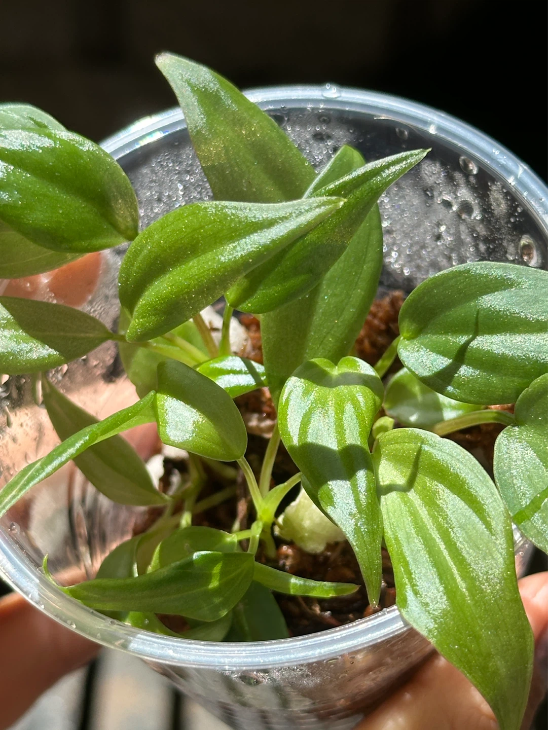 Philodendron Micans Plant - photo 4