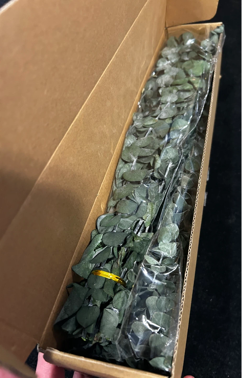 Dried Eucalyptus Stems