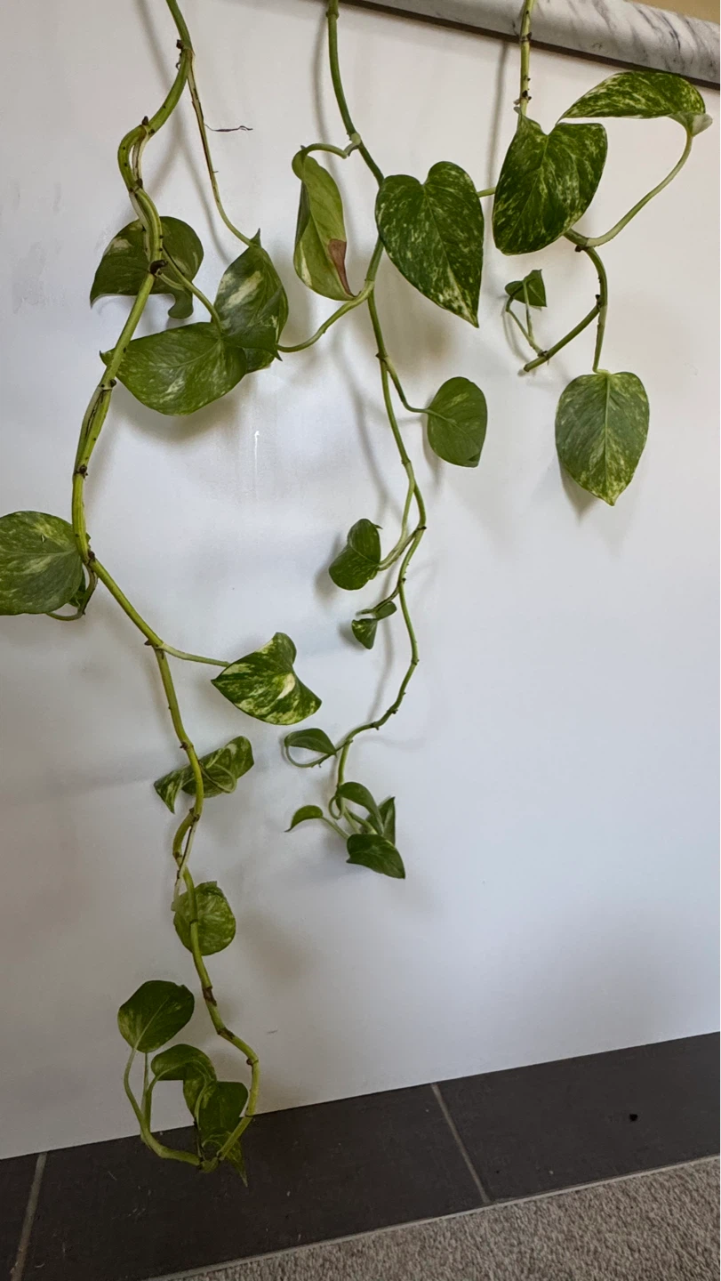 Pothos Plant Cuttings - photo 2