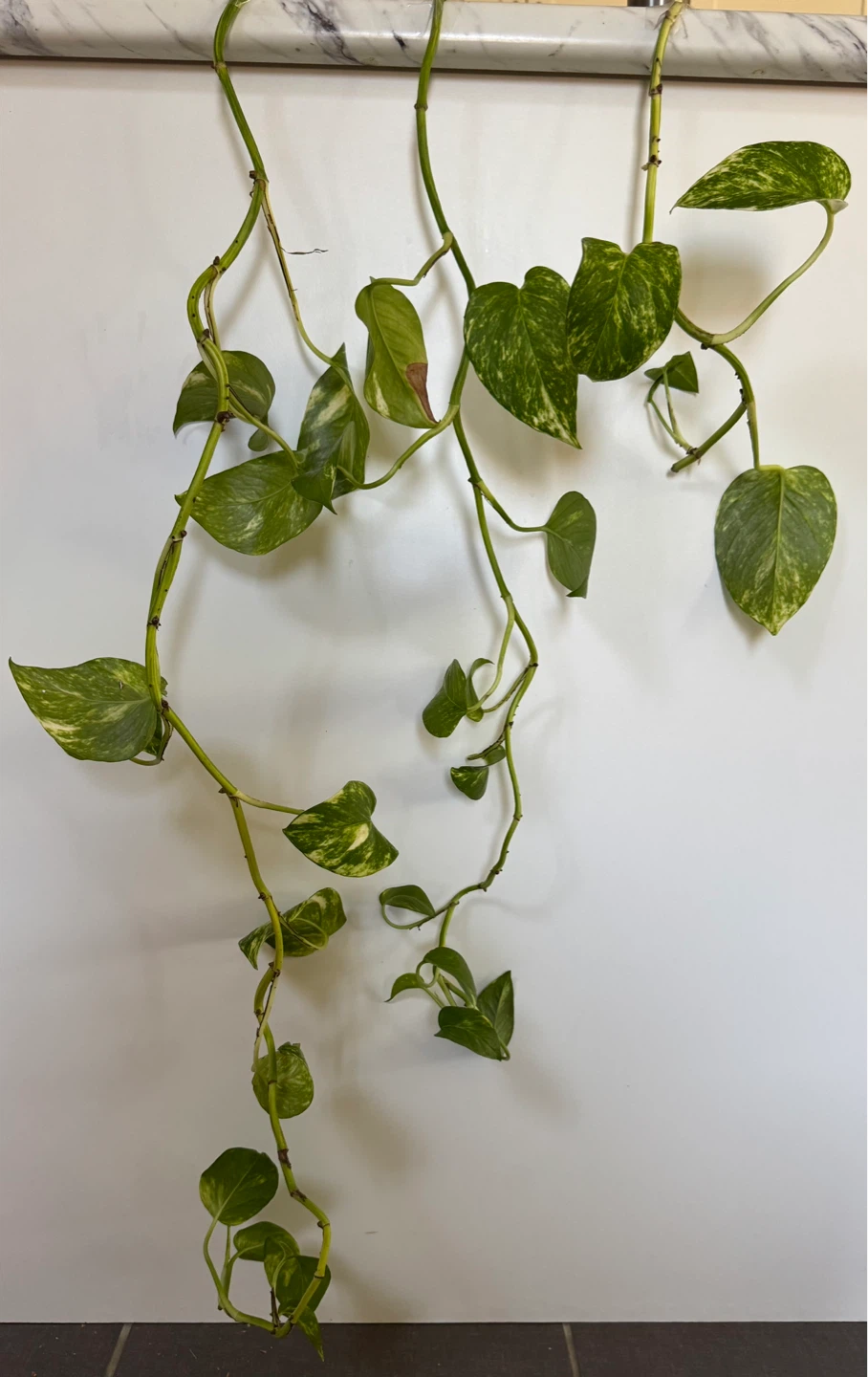 Pothos Plant Cuttings