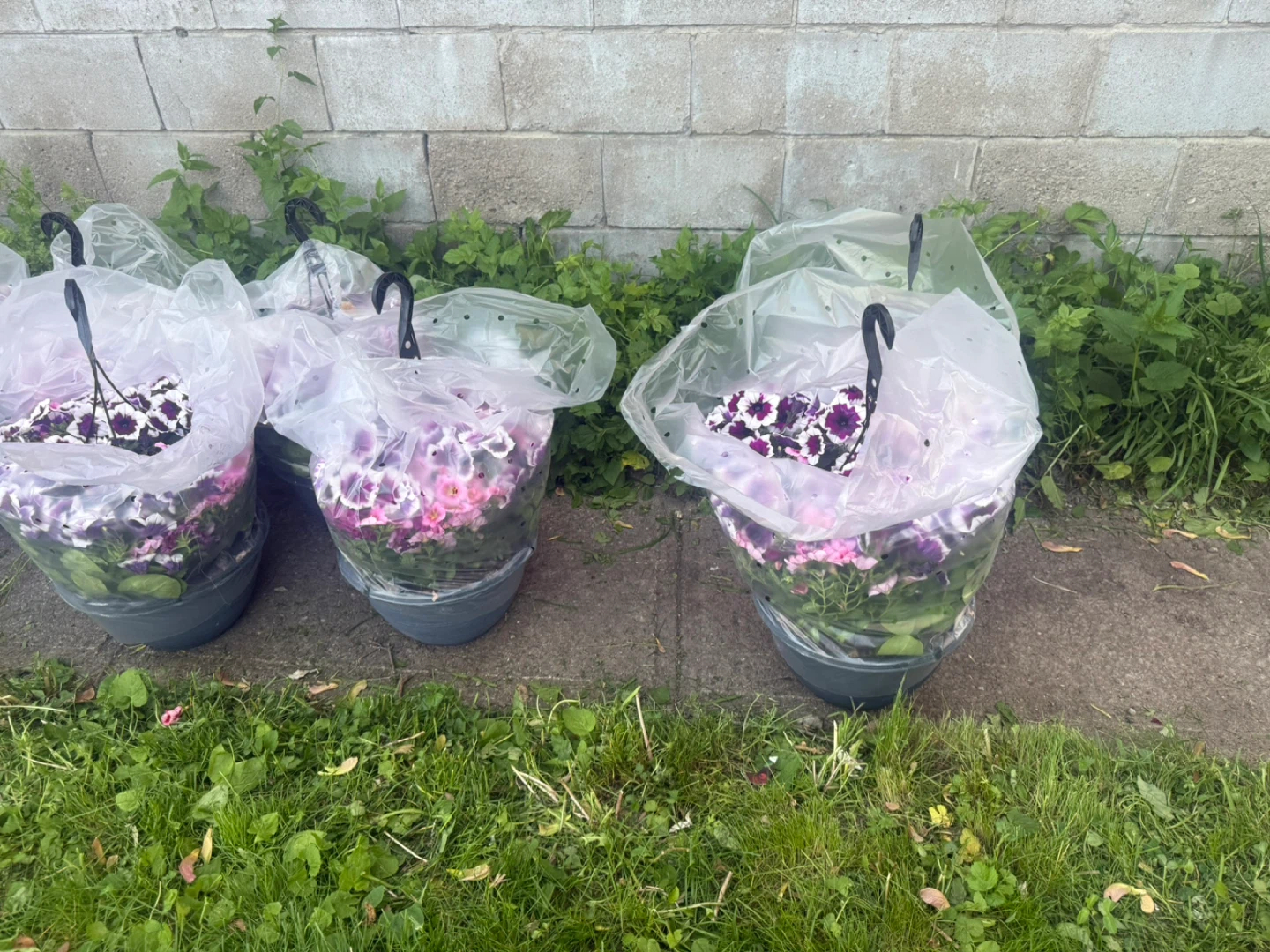 Assorted Flowering Plants in Pots - photo 2