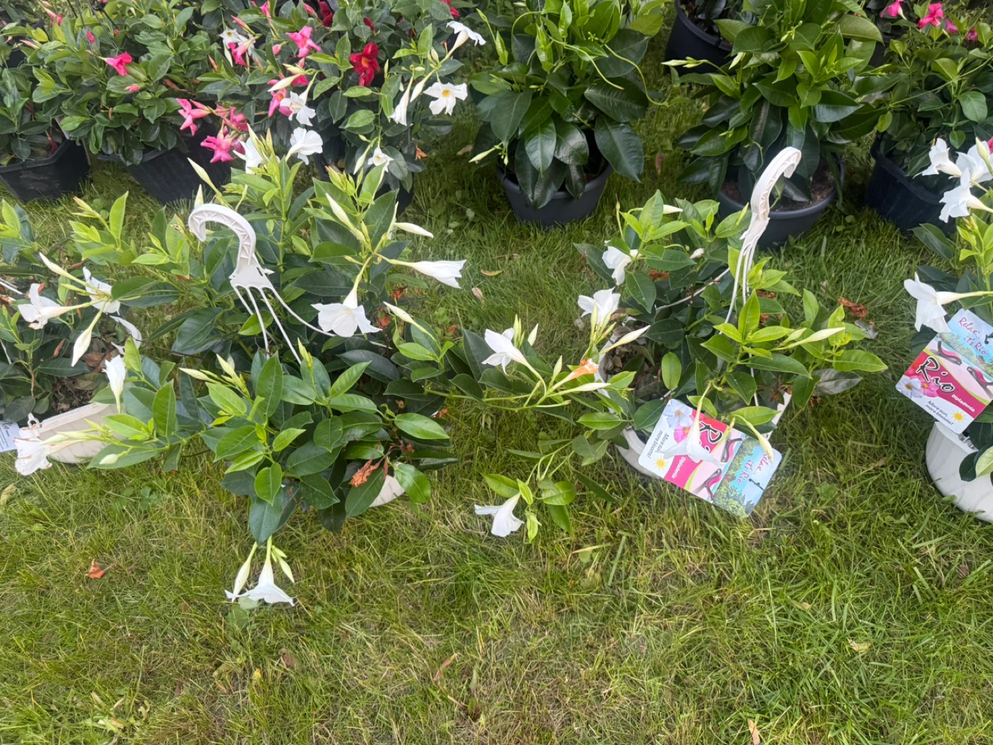 Assorted Mandevilla Hanging Baskets - photo 2