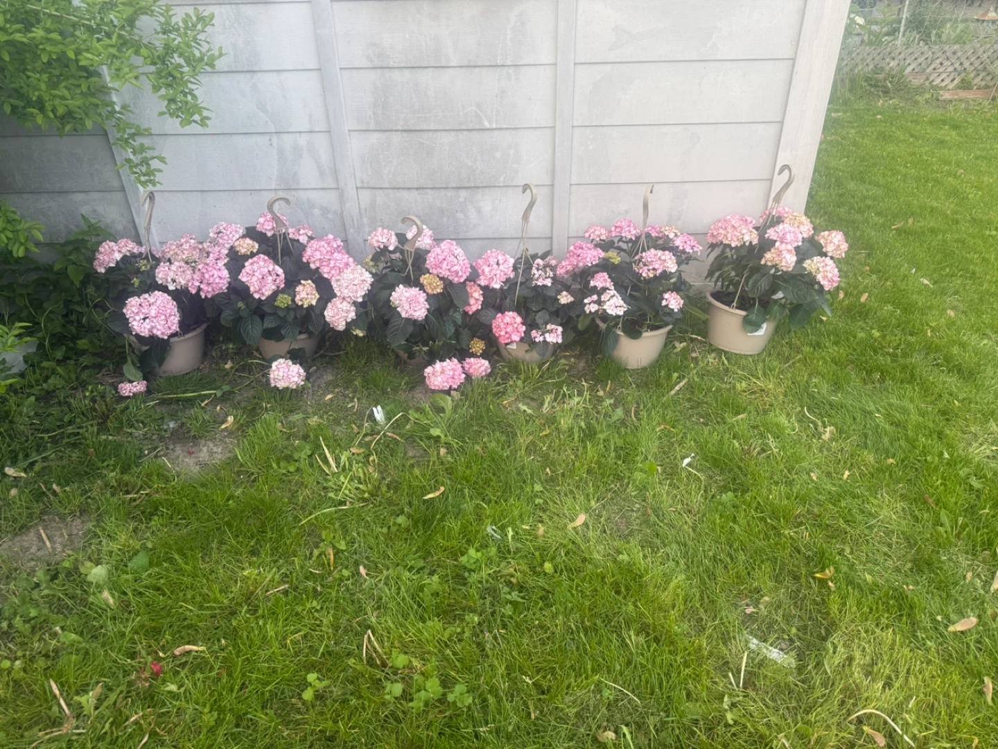 Pink Hydrangeas in Pots