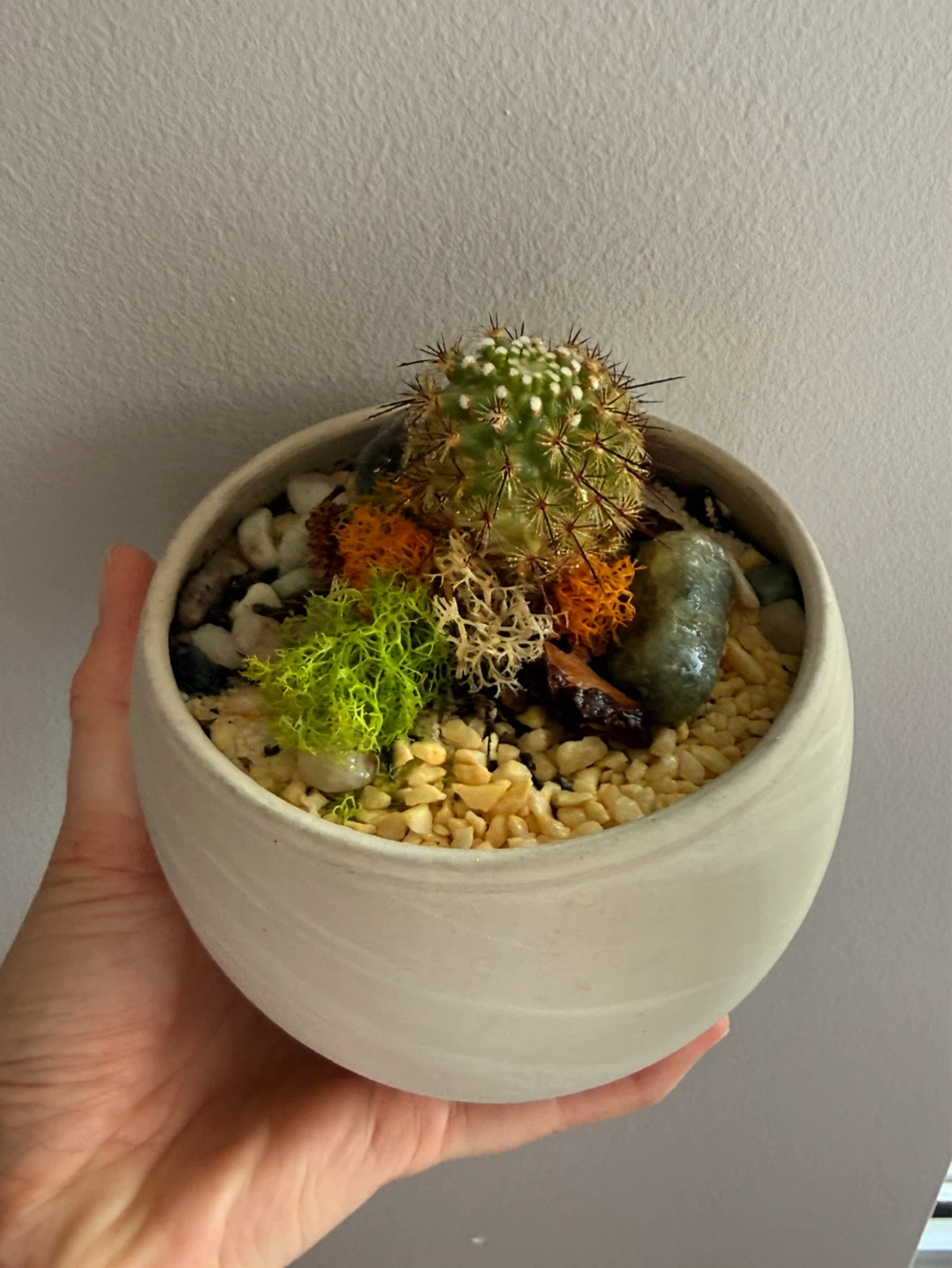 Cactus Terrarium in Ceramic Pot - photo 3