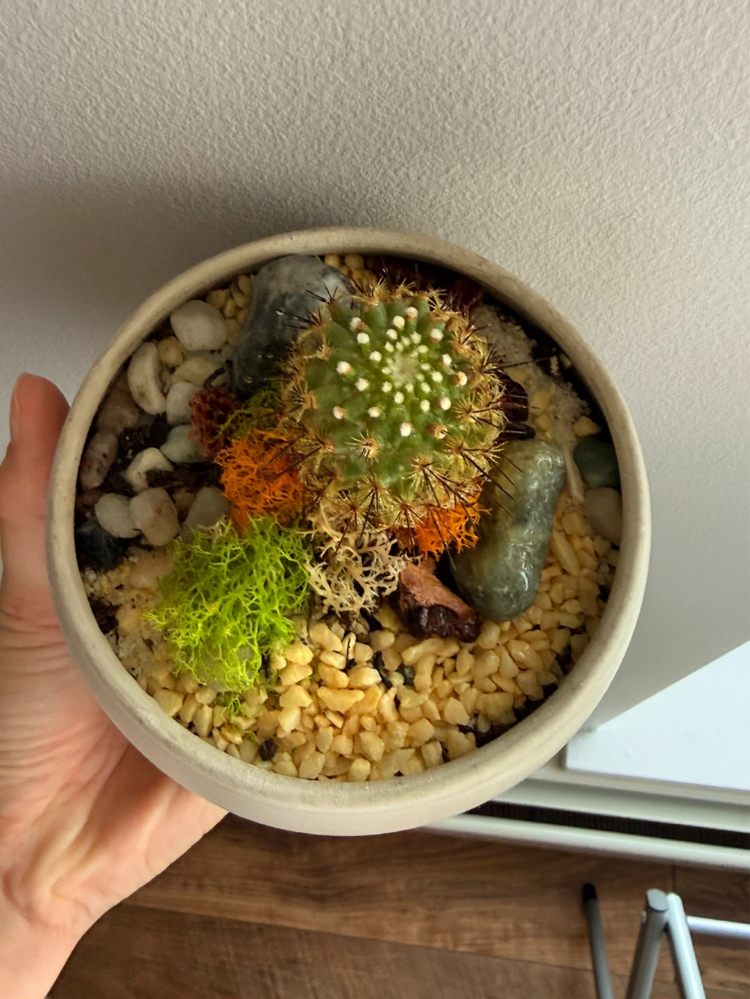 Cactus Terrarium in Ceramic Pot - photo 2