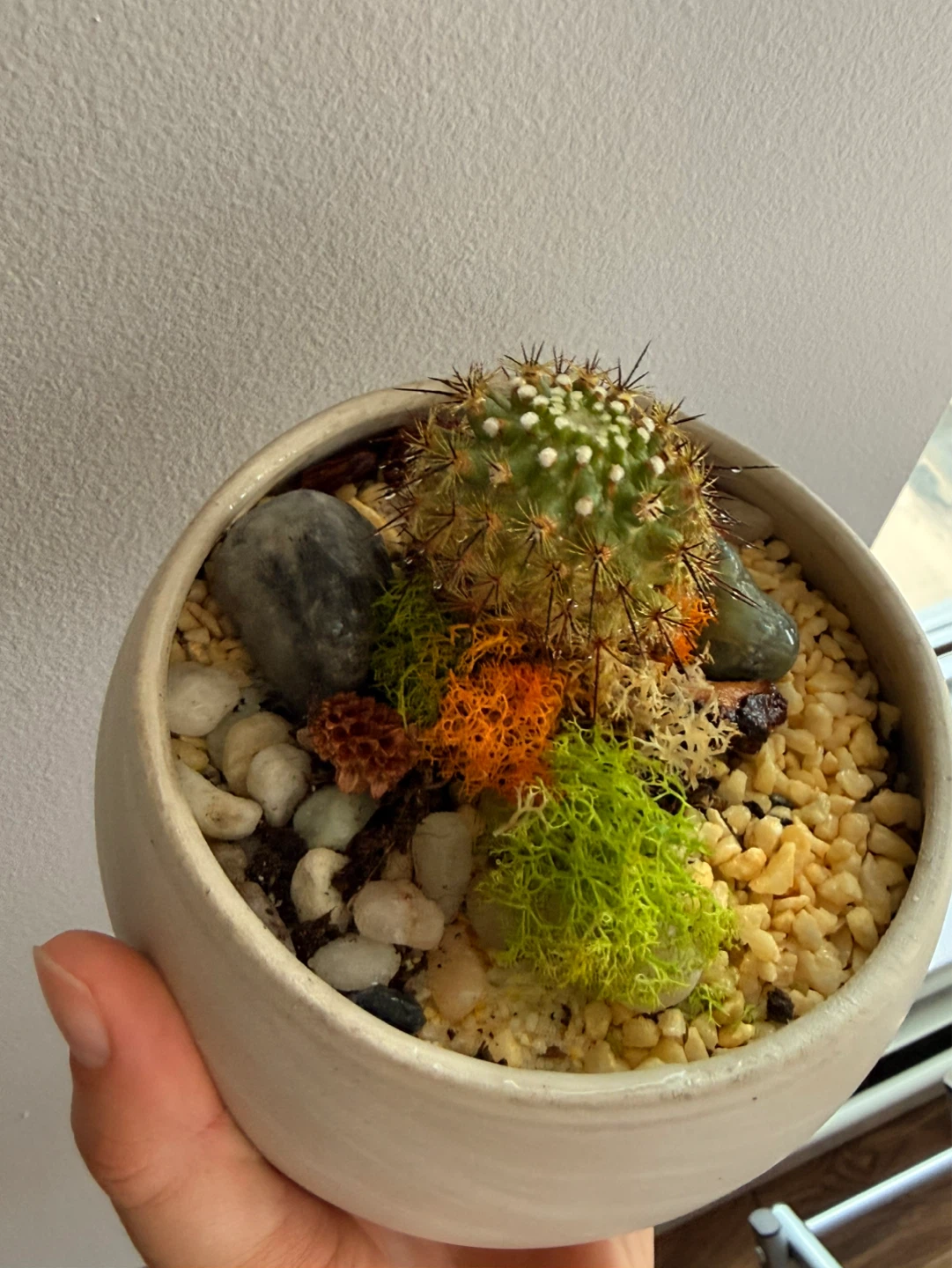 Cactus Terrarium in Ceramic Pot - photo 4