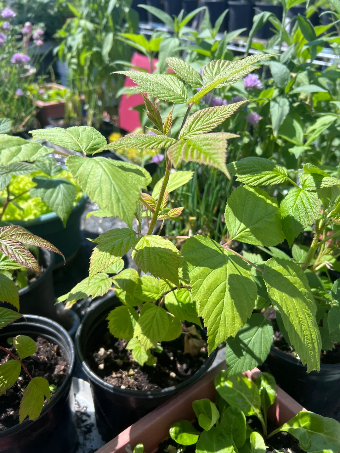 RASPBERRY PLANTS in 1-gallon pots