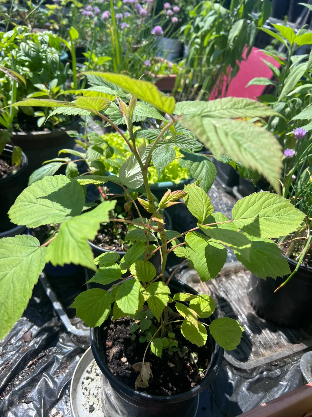 RASPBERRY PLANTS in 1-gallon pots - photo 2