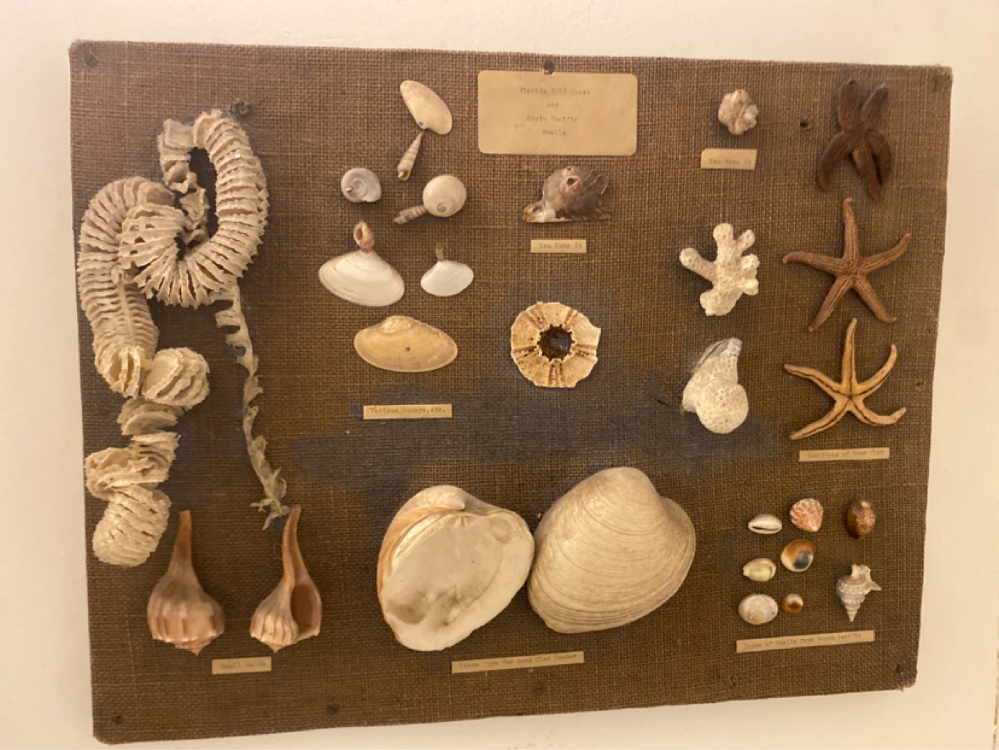 Ridiculous Collection of Seashells and Marine Life