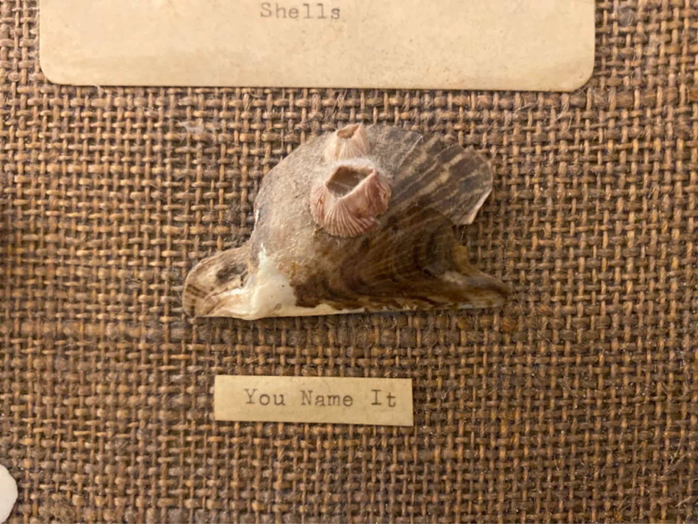 Ridiculous Collection of Seashells and Marine Life - photo 2