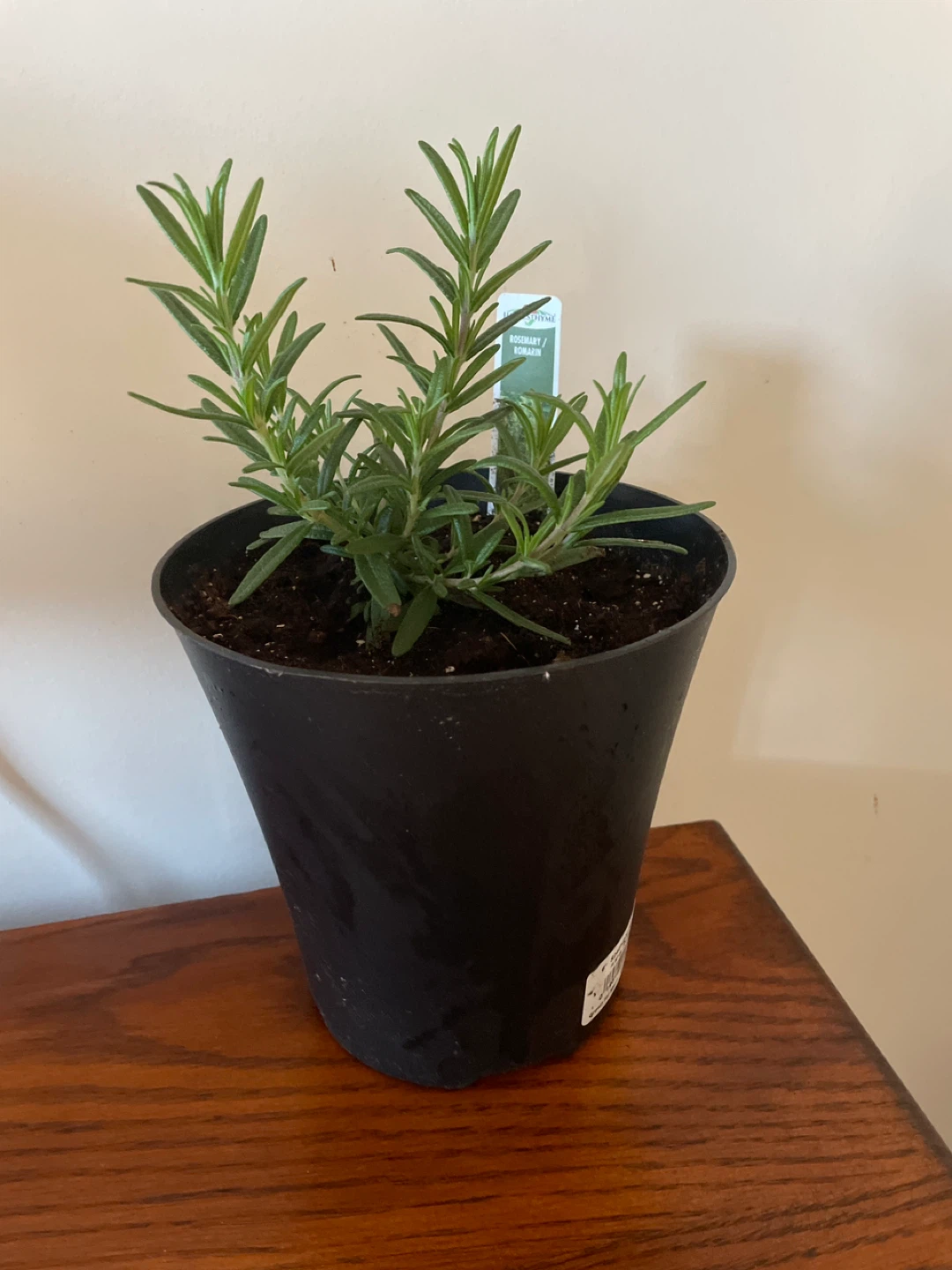 Rosemary Plant