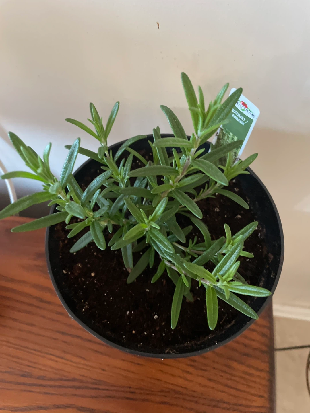Rosemary Plant - photo 2
