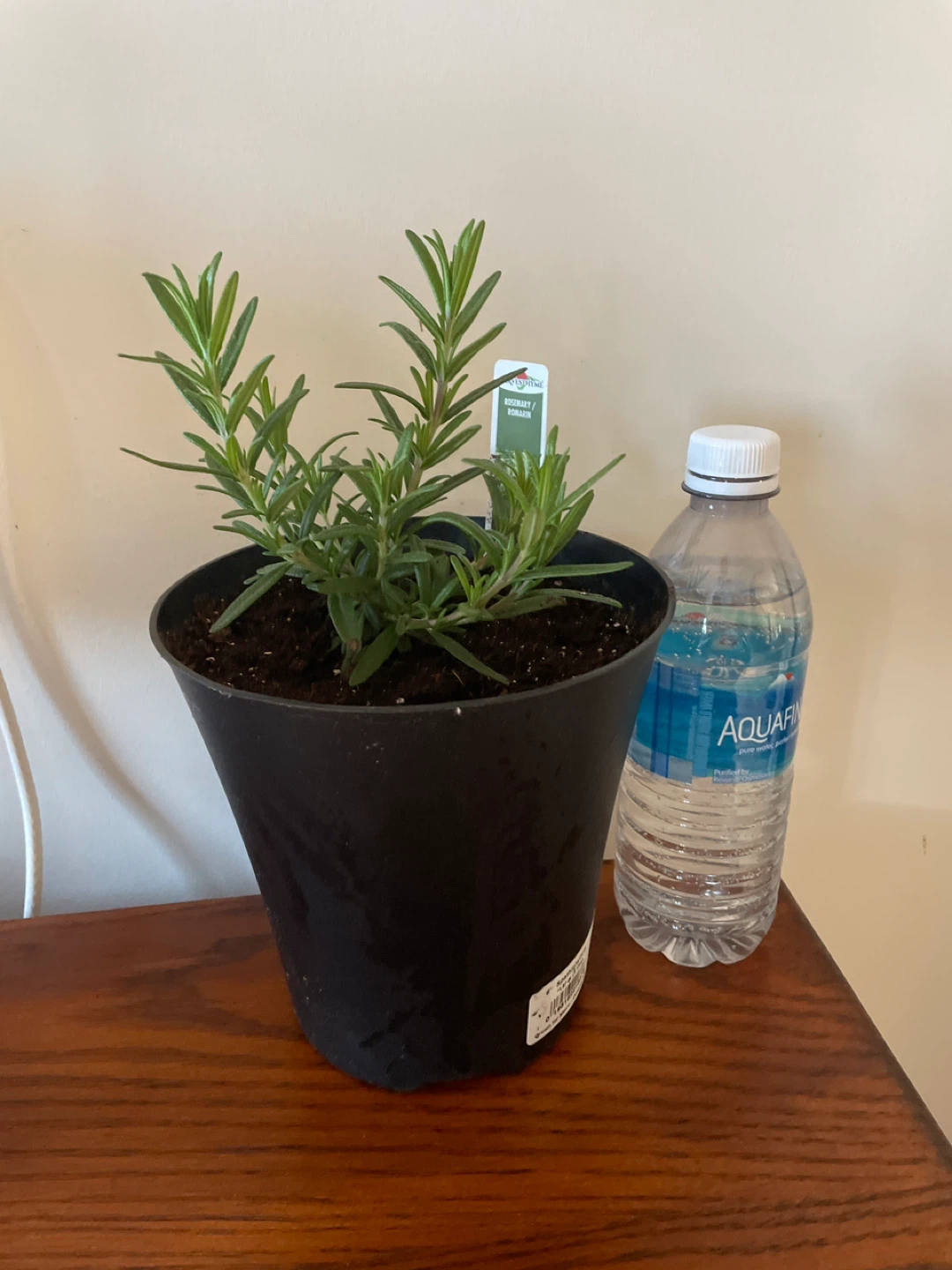 Rosemary Plant - photo 3