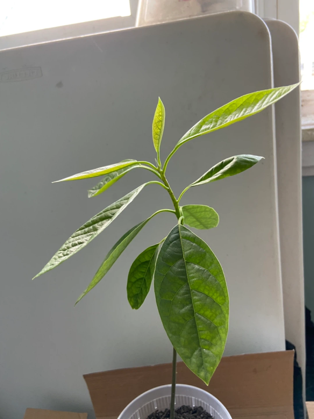 Avocado tree - photo 2