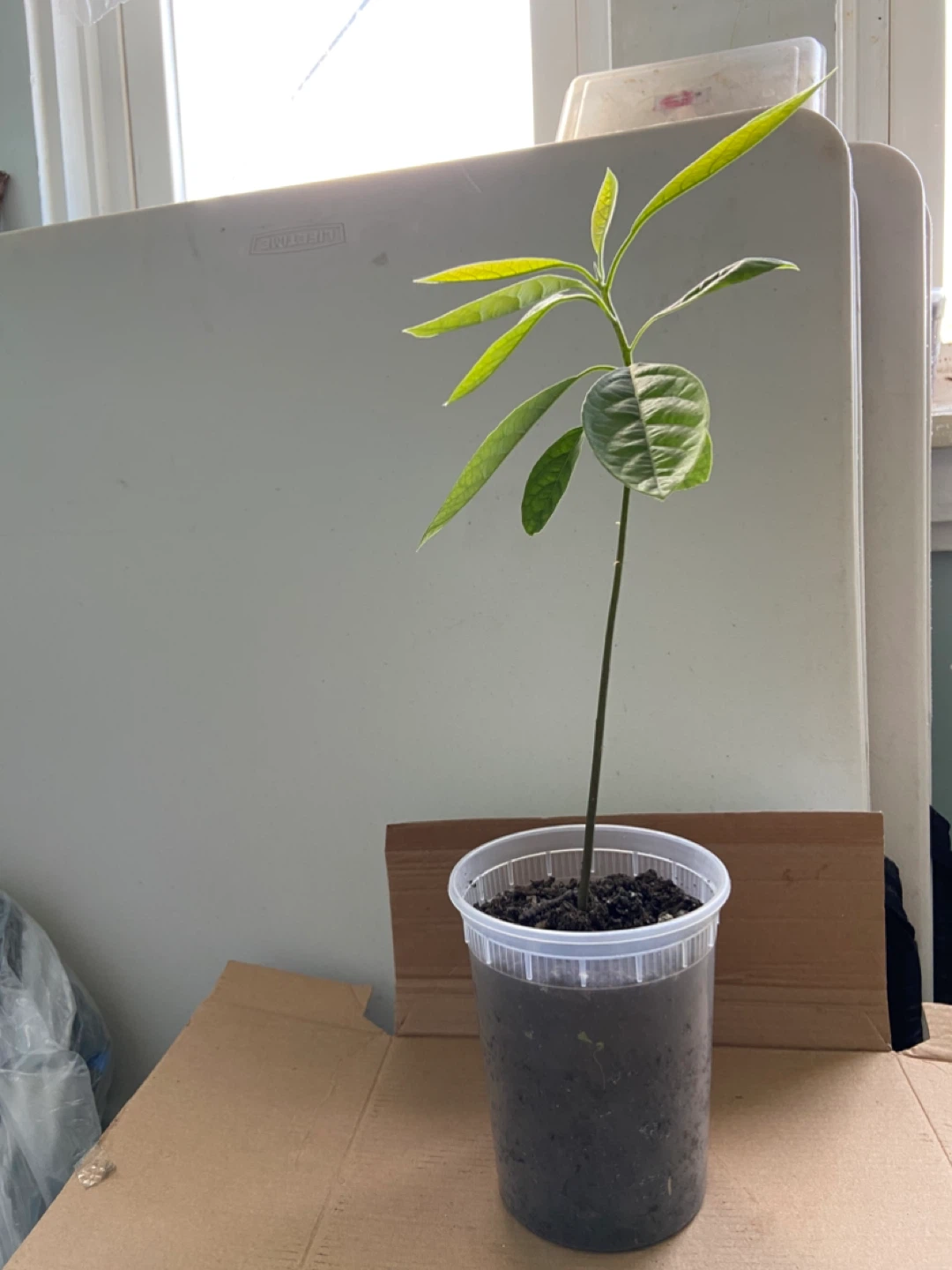 Avocado tree - photo 3