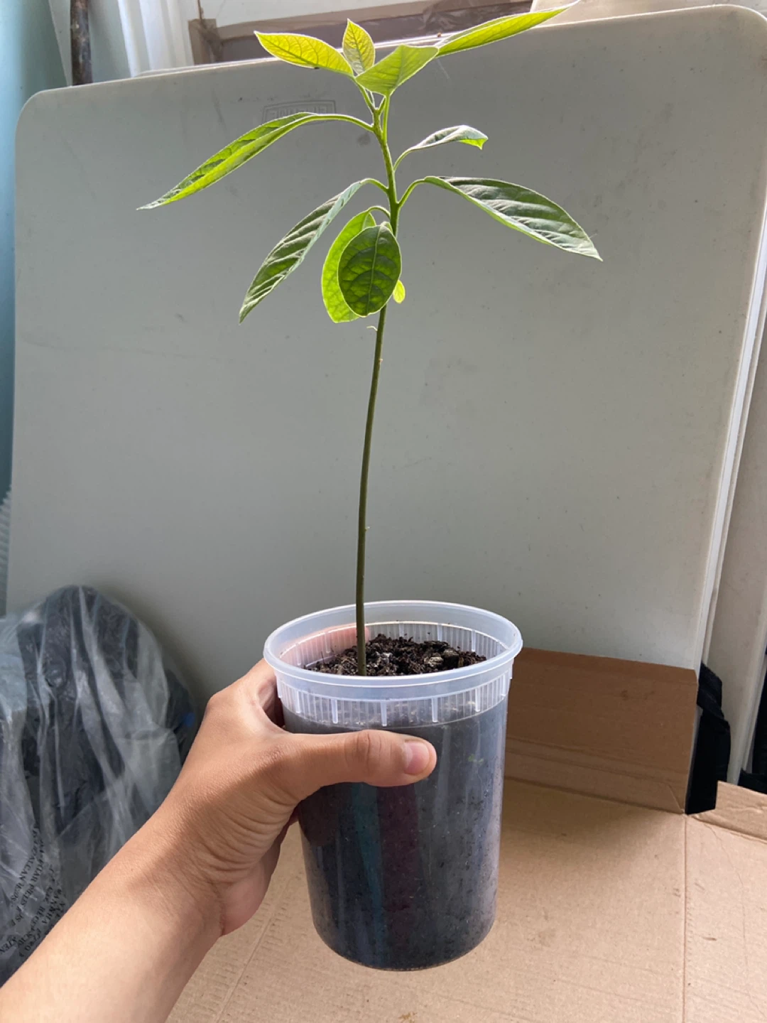 Avocado tree - photo 5