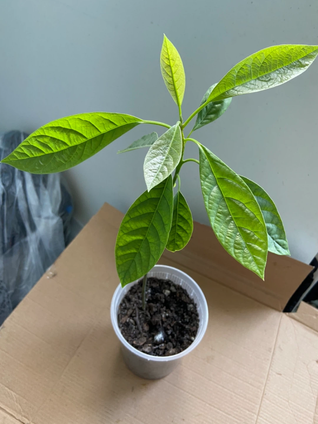 Avocado tree - photo 4