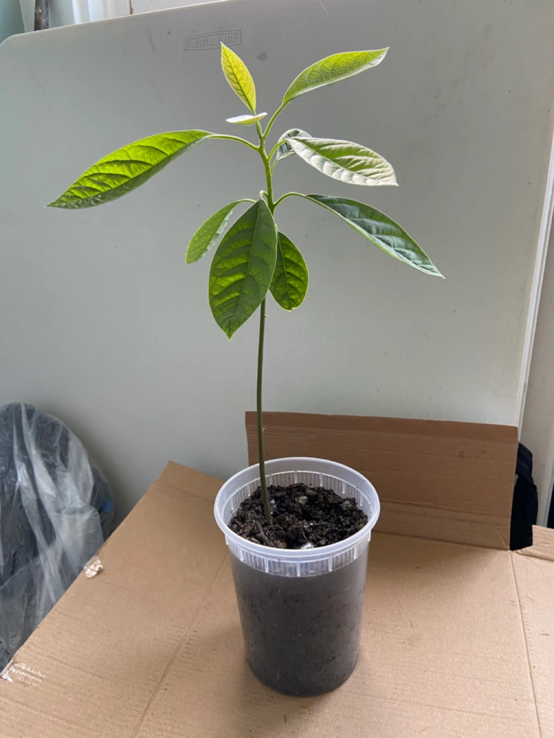 Avocado tree