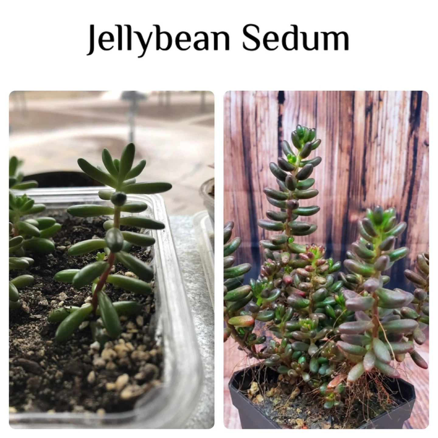 Baby Succulents: Any 2 for $5, 3 for $7, 5 for $10 - photo 5