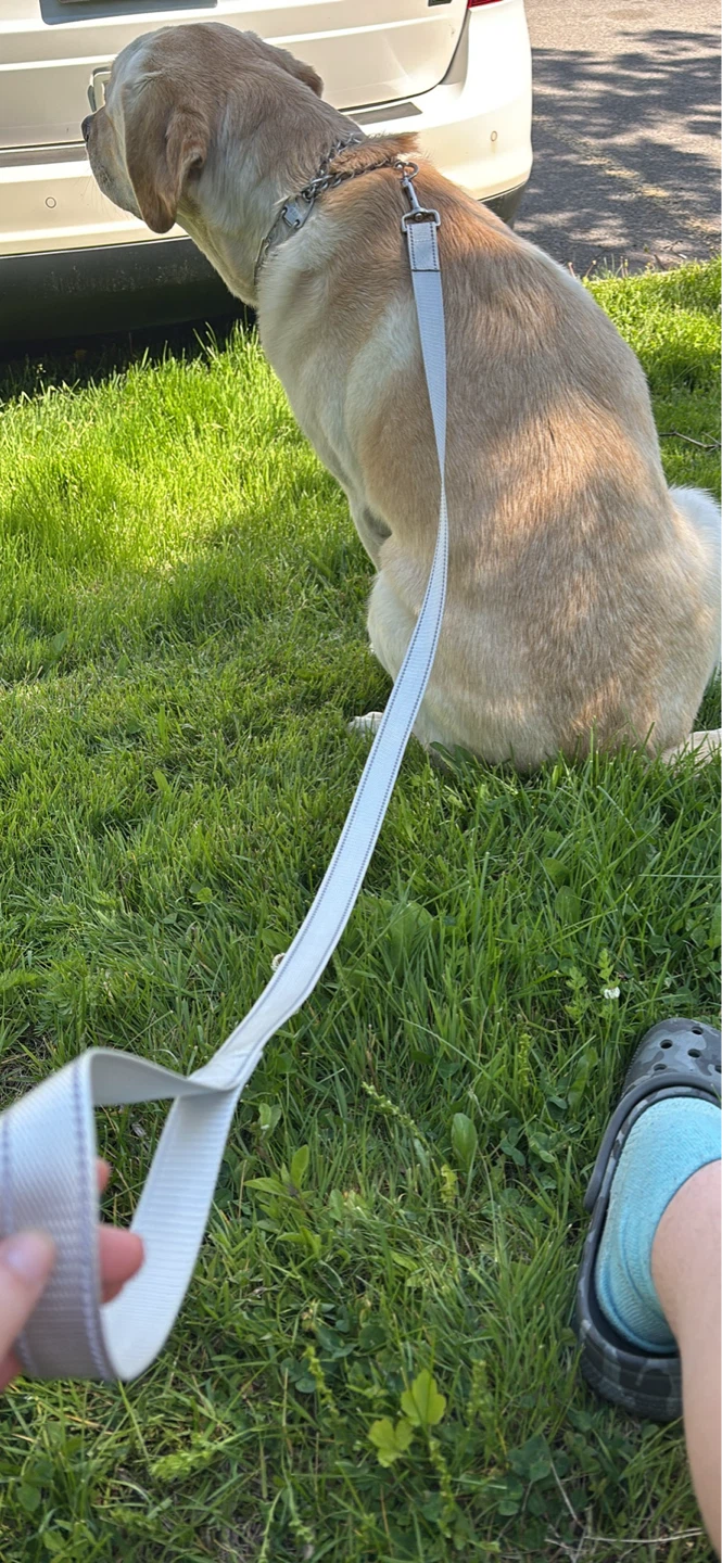 I do dog walking