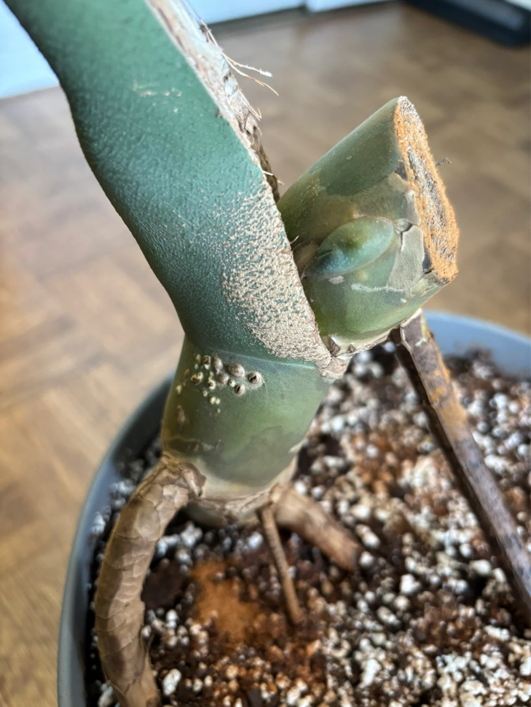 Monstera Deliciosa - photo 4