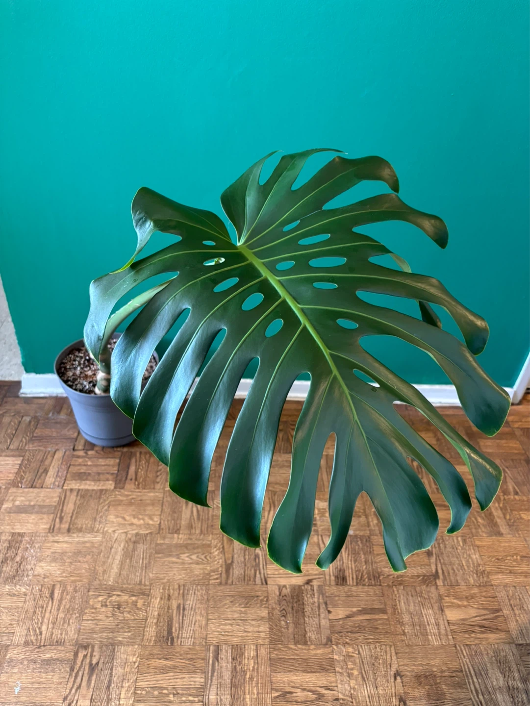 Monstera Deliciosa