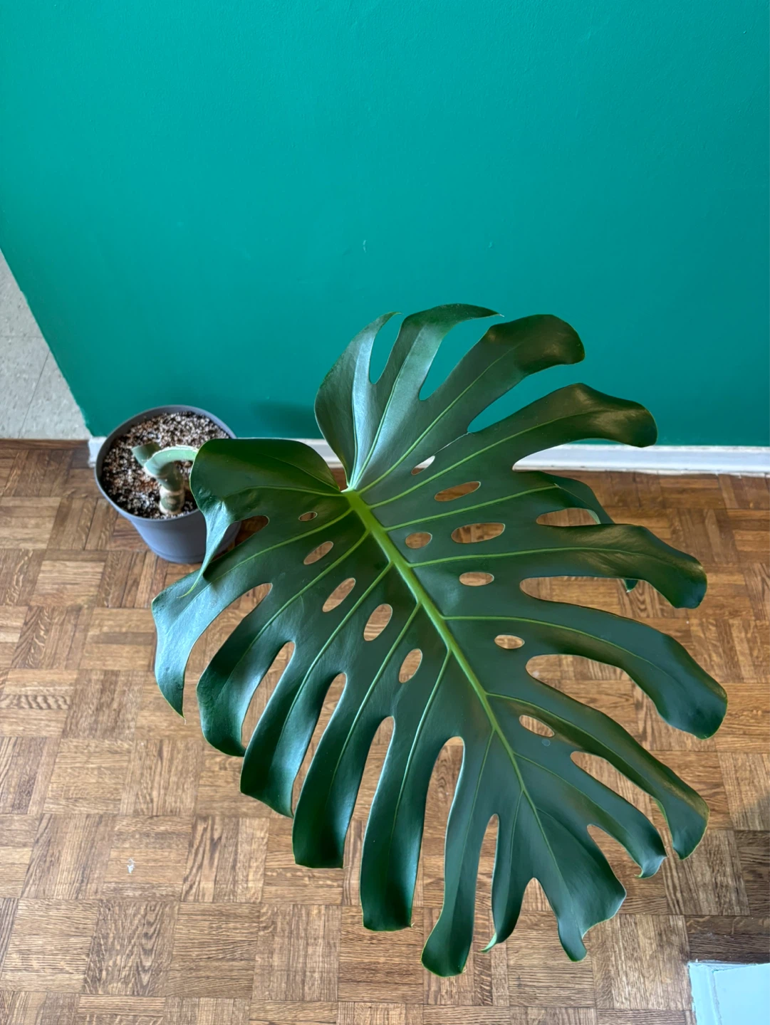 Monstera Deliciosa - photo 5
