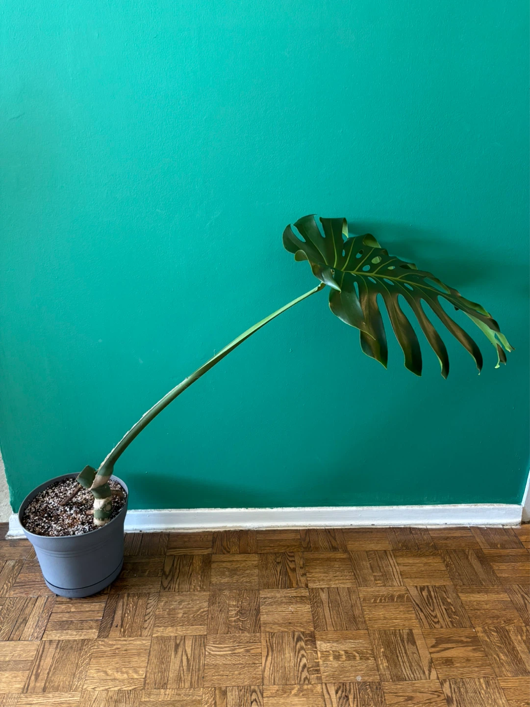 Monstera Deliciosa - photo 2