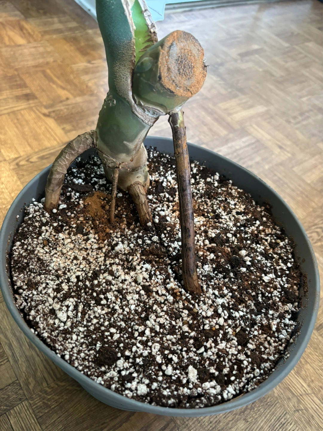 Monstera Deliciosa - photo 3