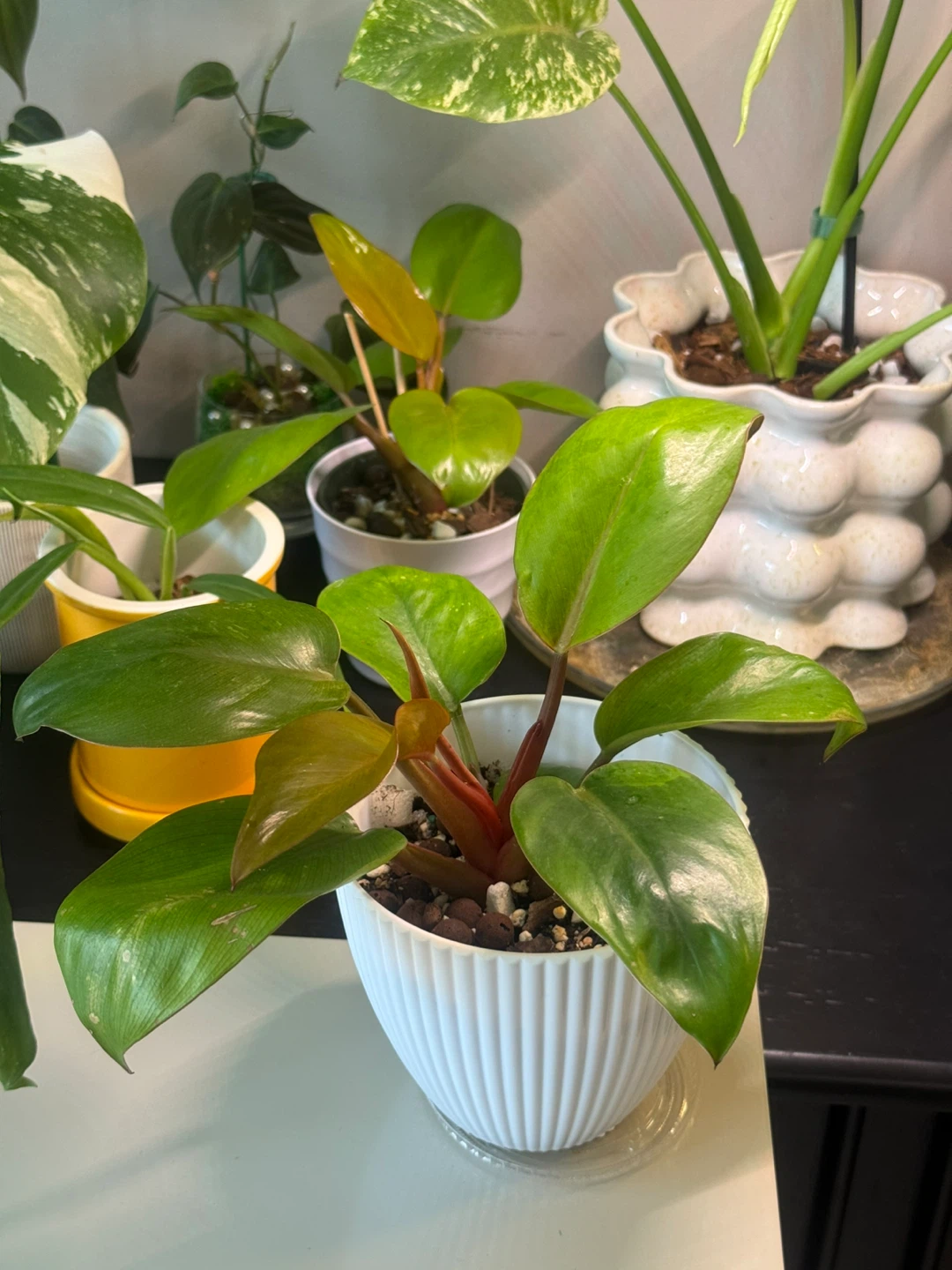 Philodendron Mars whole plant with planter
