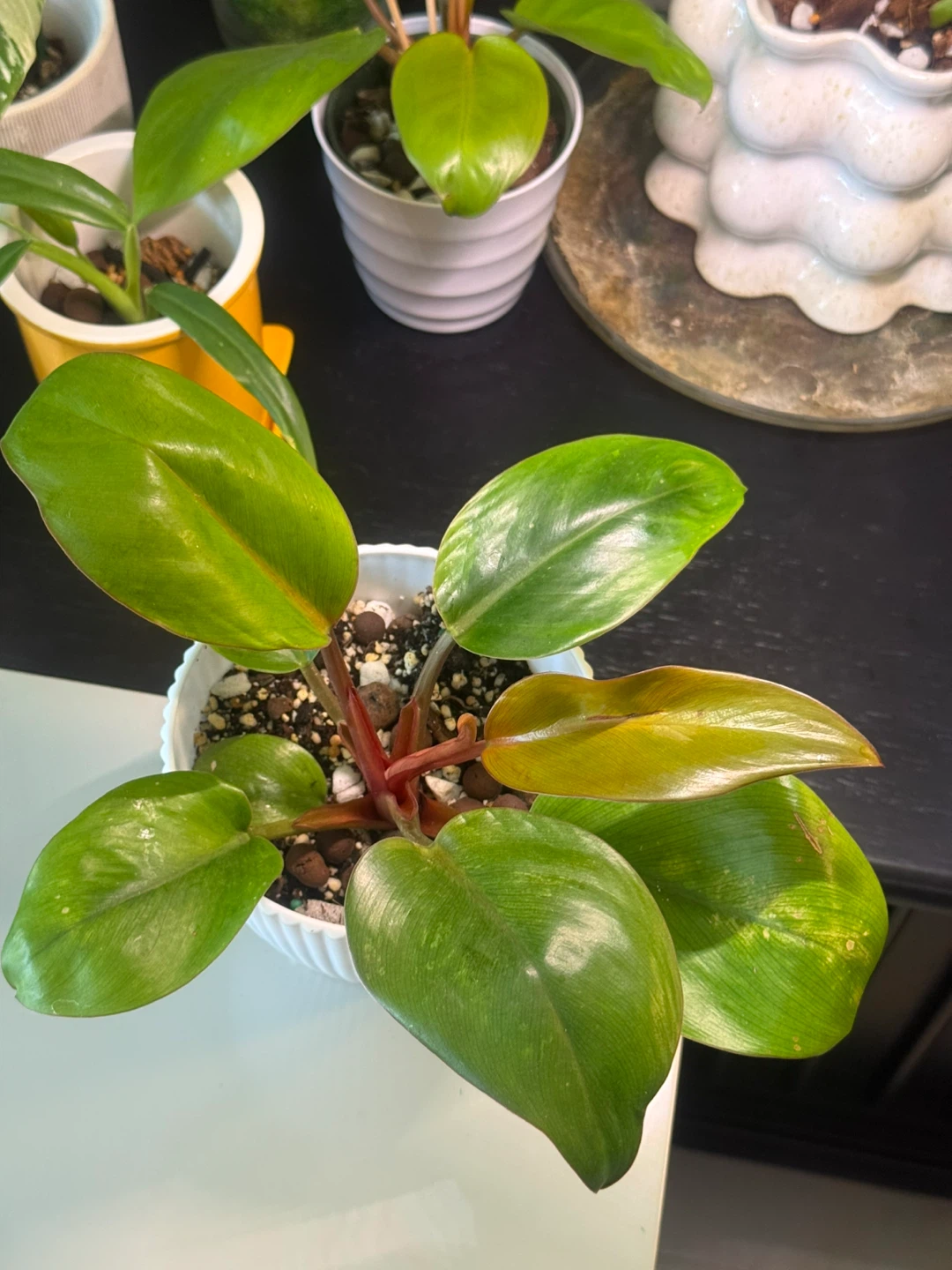 Philodendron Mars whole plant with planter - photo 2