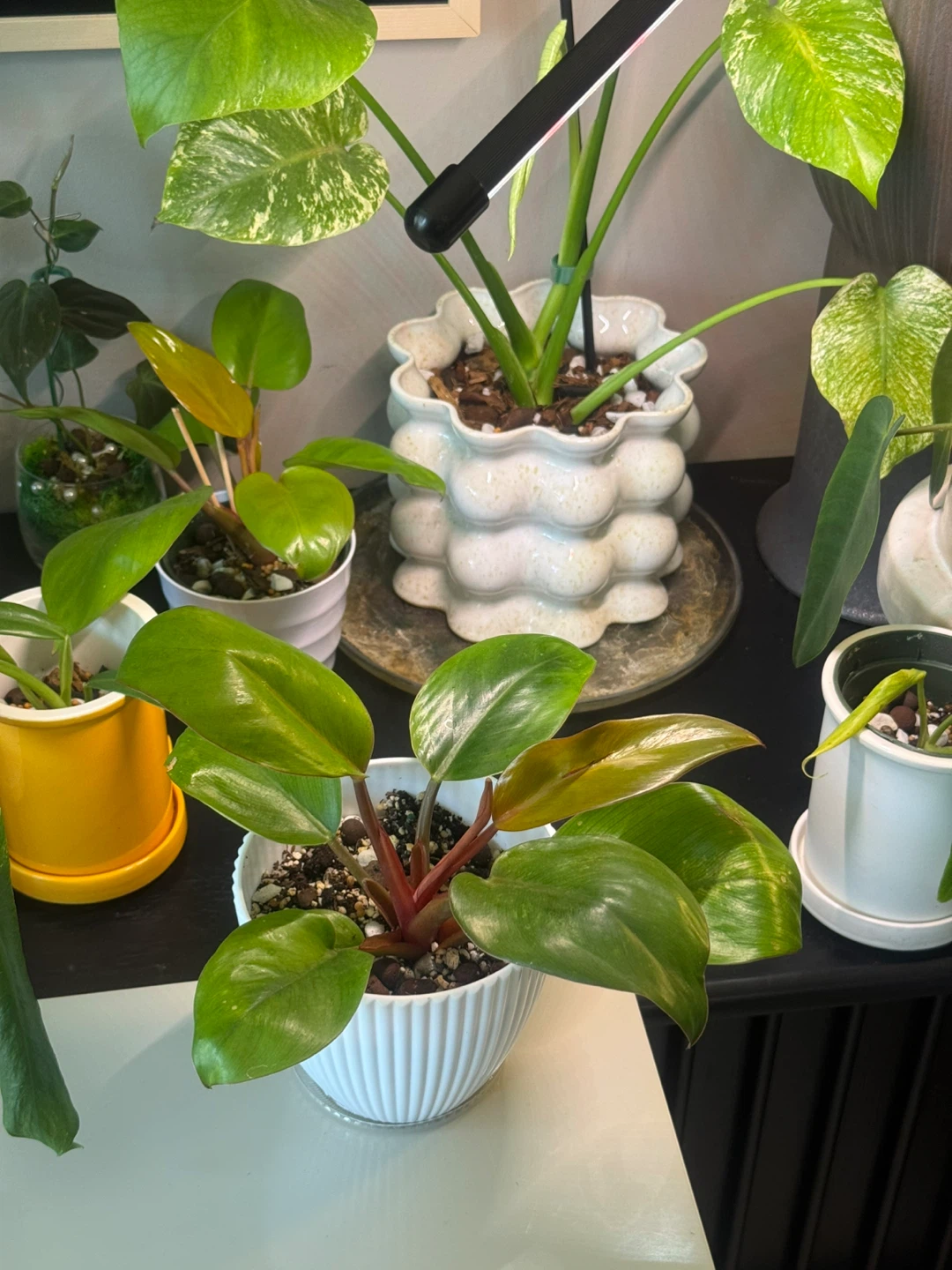 Philodendron Mars whole plant with planter - photo 4