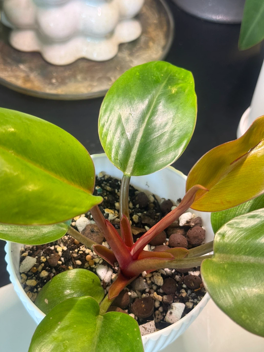 Philodendron Mars whole plant with planter - photo 3