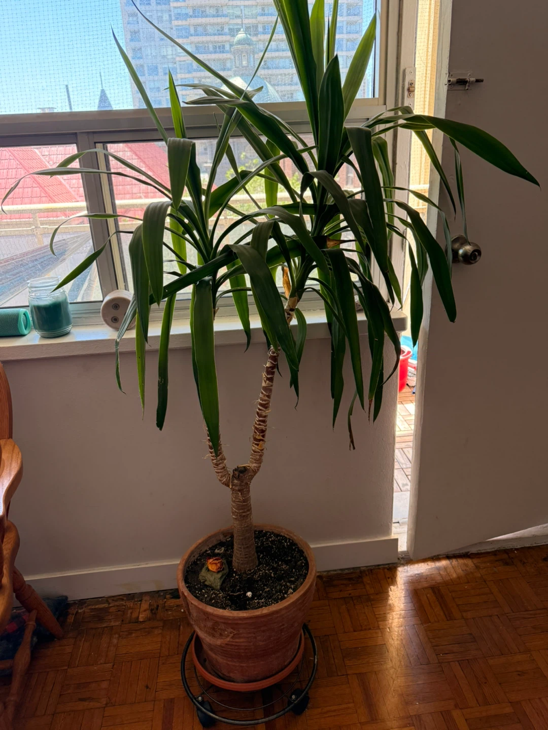 Yucca Plant in Terracotta Pot