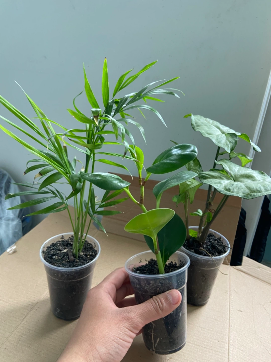 Set of 3 Small Houseplants